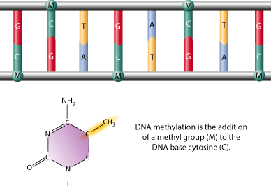 methylation[1]-GIF.gif